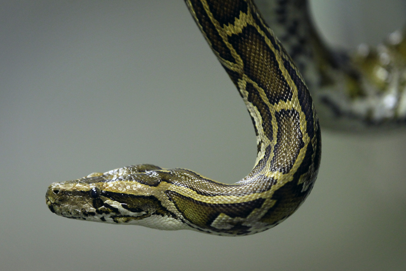 A Burmese python that is not hibernating. Photo via Getty.